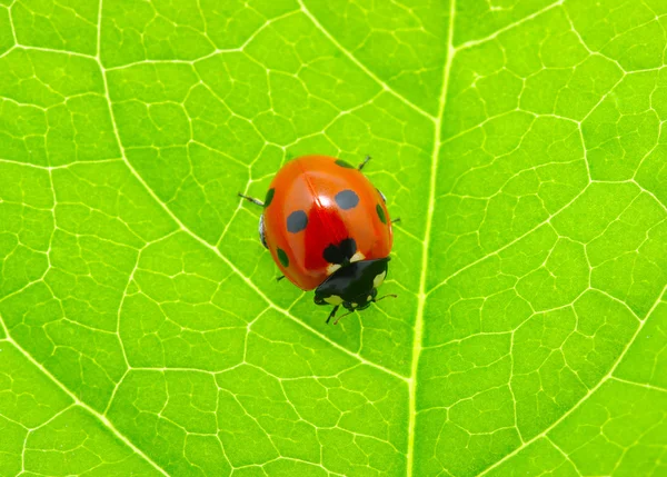 Lieveheersbeestje op een groen blad — Stockfoto