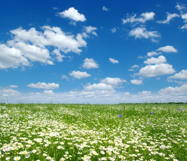 Området för camomiles — Stockfoto