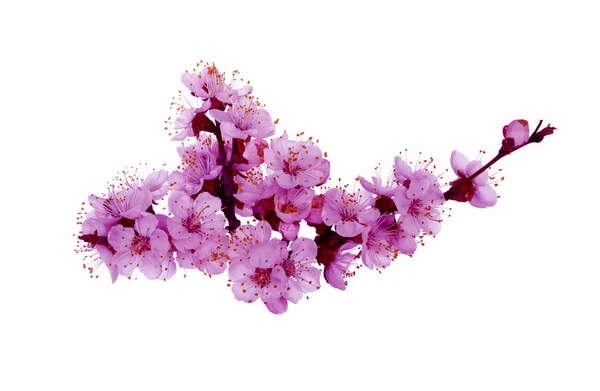 Pink blossoms — Stock Photo, Image