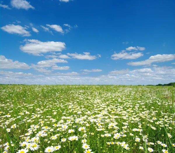 Field of camomiles — Stock Photo, Image