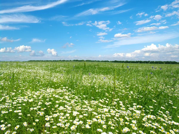 Field of camomiles — Stock Photo, Image