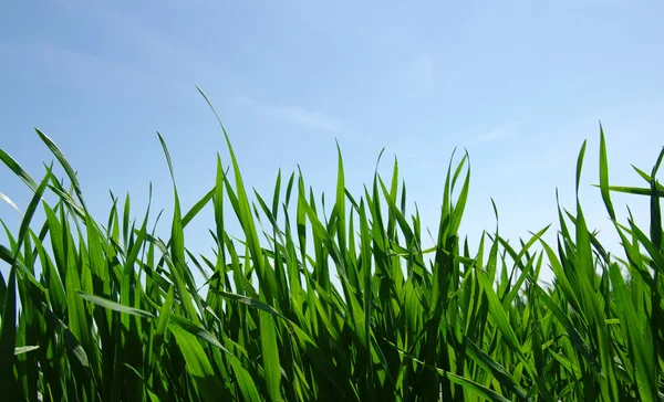 Gras en lucht — Stockfoto