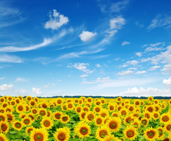 Sunflowers — Stock Photo, Image