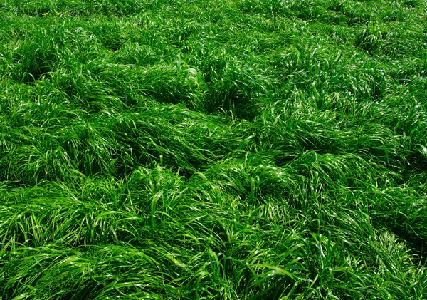 Fundo de uma grama verde — Fotografia de Stock