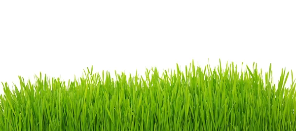 Gräs på vit — Stockfoto