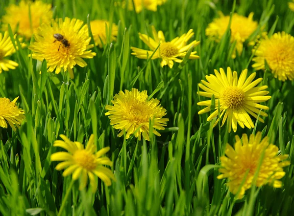 Yellow dandelion — Stock Photo, Image