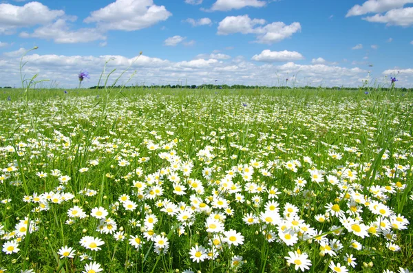 Field of camomiles — Stock Photo, Image
