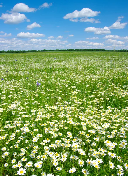 Campo de camomila — Fotografia de Stock