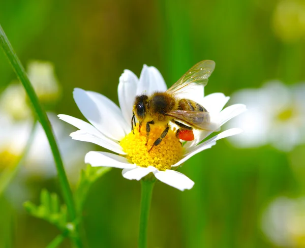 Abelha em flor — Fotografia de Stock