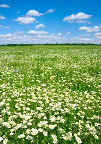 Field of camomiles — Stock Photo, Image