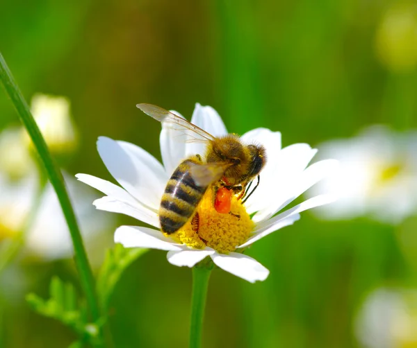 Abeja en flor — Foto de Stock