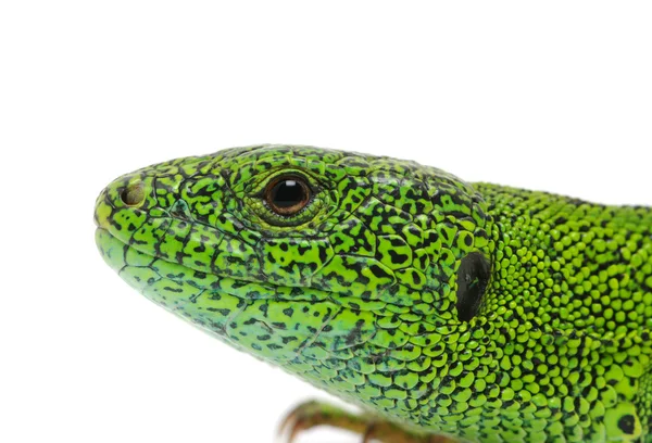 Green lizard — Stock Photo, Image