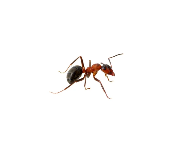 Ant op wit — Stockfoto