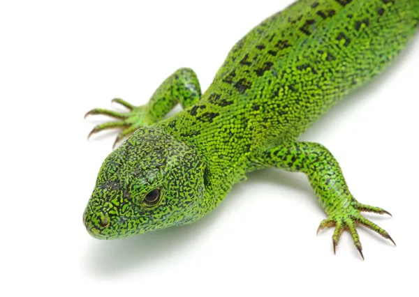 Lézard vert — Photo