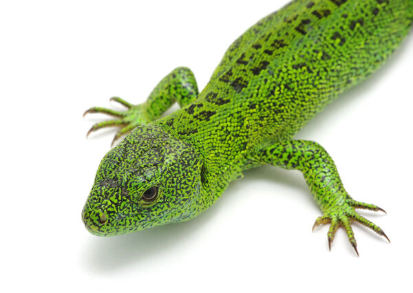 green lizard