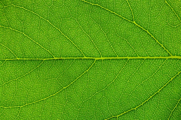 Grüne Blatttextur — Stockfoto