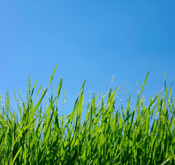 Grass and sky Royalty Free Stock Photos