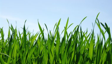 Çimen ve Gökyüzü