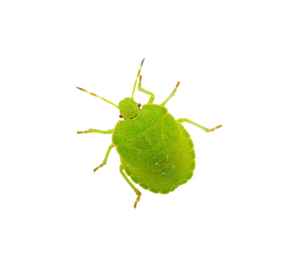 Escudo Verde Bug — Fotografia de Stock