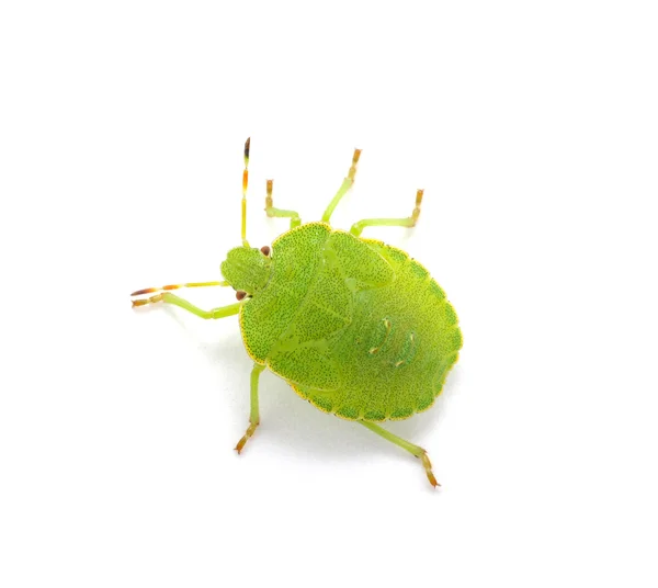 Green shield bug — Stock Photo, Image