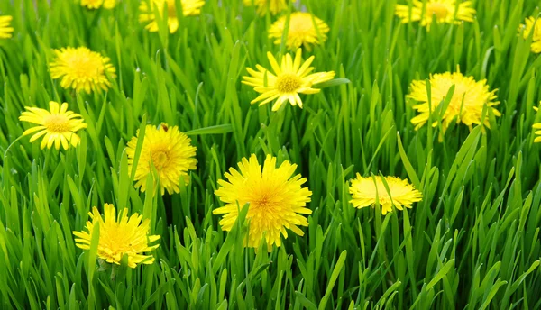 Yellow dandelion — Stock Photo, Image