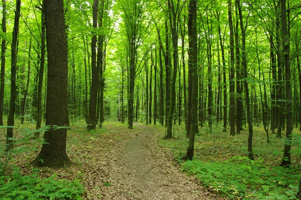 Bosque verde — Foto de Stock