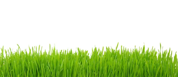 Grass on white — Stock Photo, Image