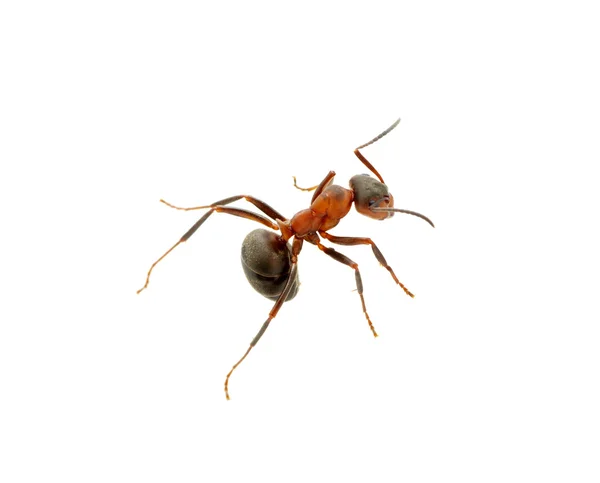 Ant on white — Stock Photo, Image