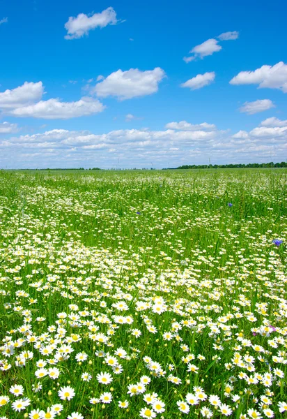 Pole camomiles — Zdjęcie stockowe