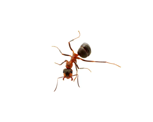 Ant op wit — Stockfoto