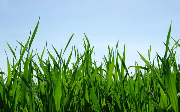 Gräs och himmel — Stockfoto