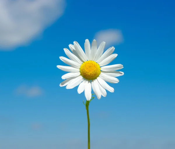 White daisies — Stockfoto