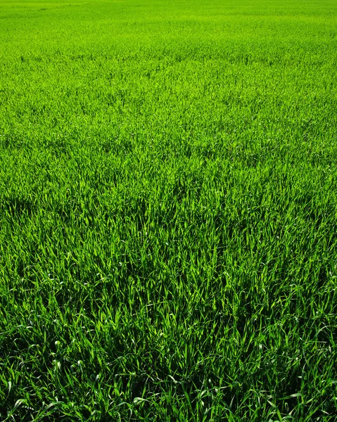 Achtergrond van een groen gras — Stockfoto