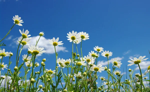 White daisies — Stock Photo, Image