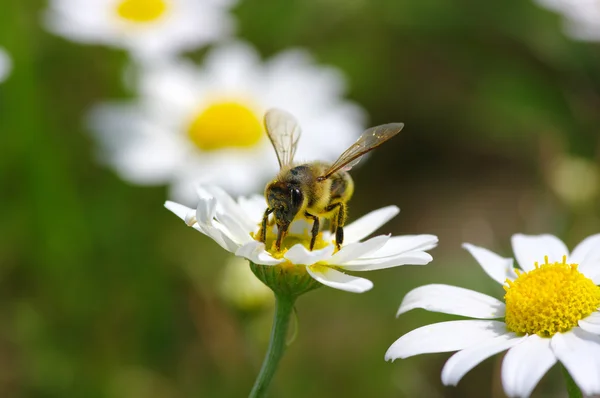 Biene auf Blume — Stockfoto