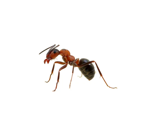 Ant op wit — Stockfoto
