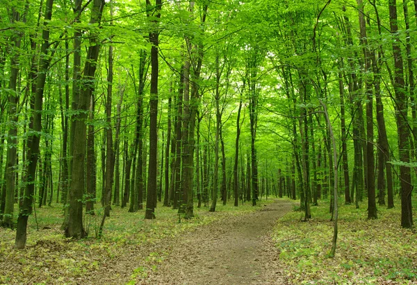 Bosque verde —  Fotos de Stock