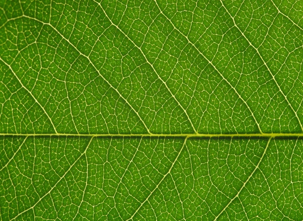 Green leaf texture — Stock Photo, Image