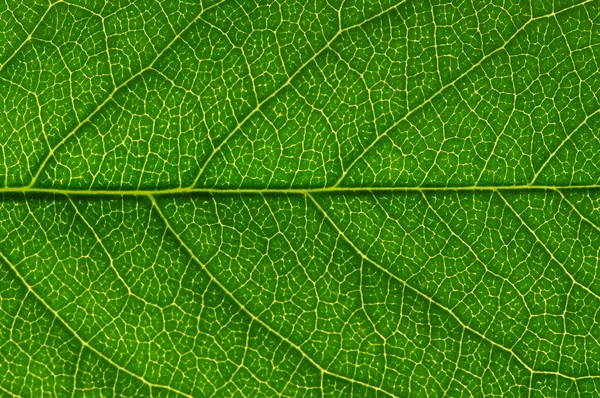 Textura de folha verde — Fotografia de Stock