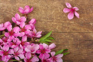 ahşap üzerine çiçeği