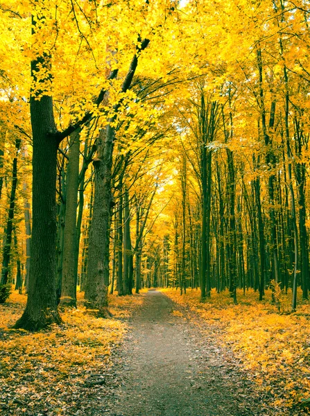 Árboles de otoño — Foto de Stock