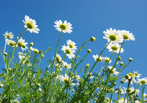 White daisies — Stock Photo, Image