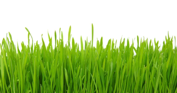 Grass on white — Stock Photo, Image