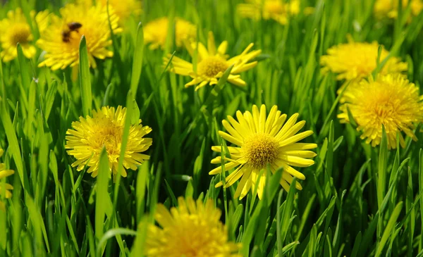 Yellow dandelion — Stock Photo, Image