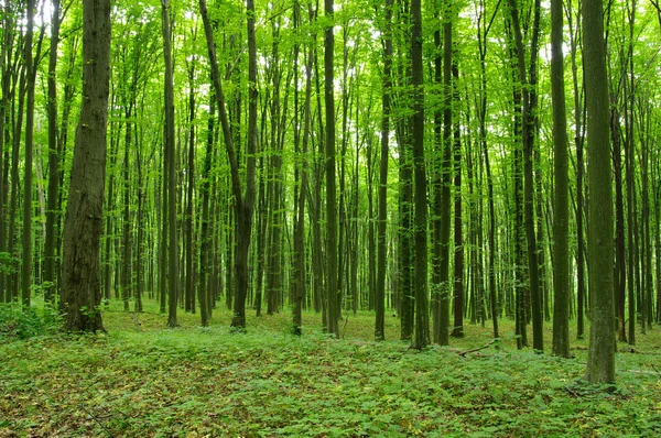 Ağaçlar — Stok fotoğraf