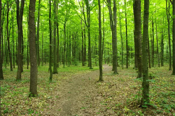 Groen bos — Stockfoto