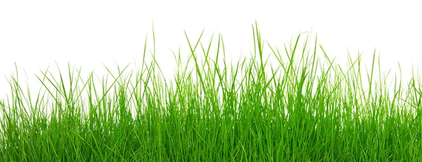 Gras — Stockfoto