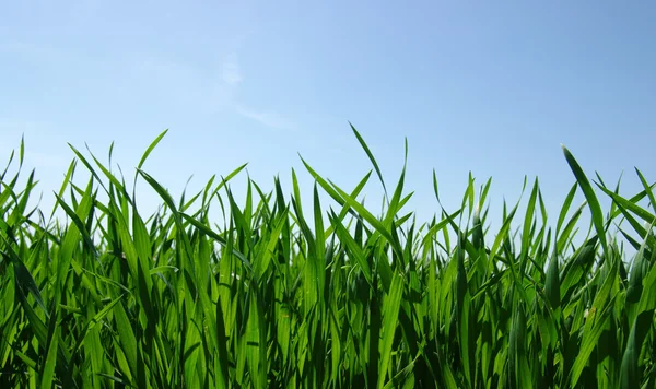 Gräs och himmel — Stockfoto