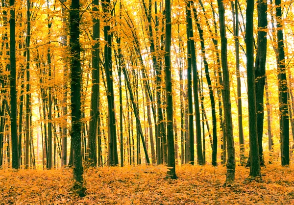 Árboles de otoño — Foto de Stock