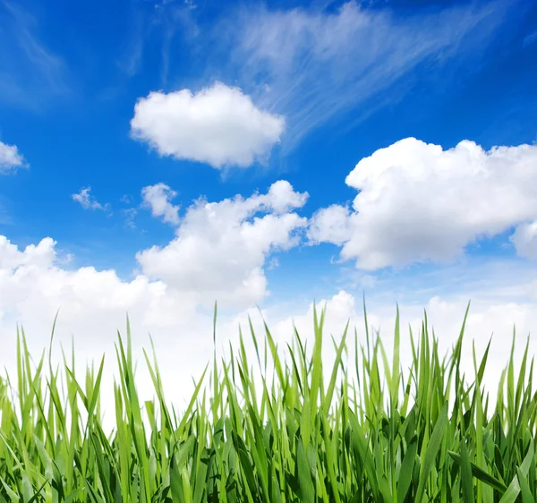 Green grass — Stock Photo, Image